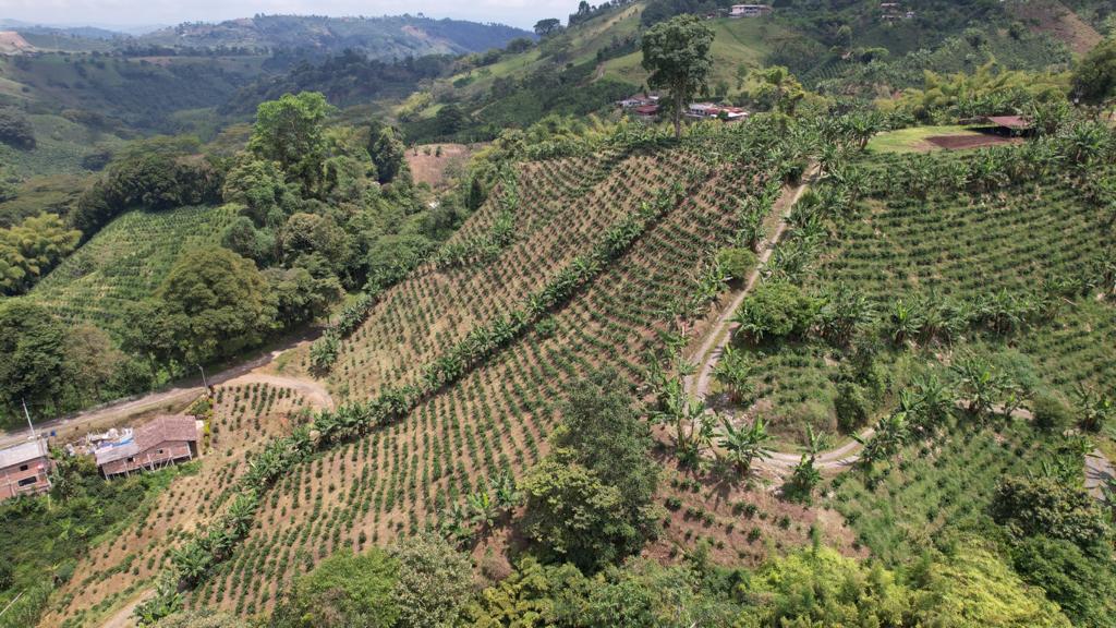 Cafeteros lanzan S. O. S., por super producción en cosecha que se avecina.