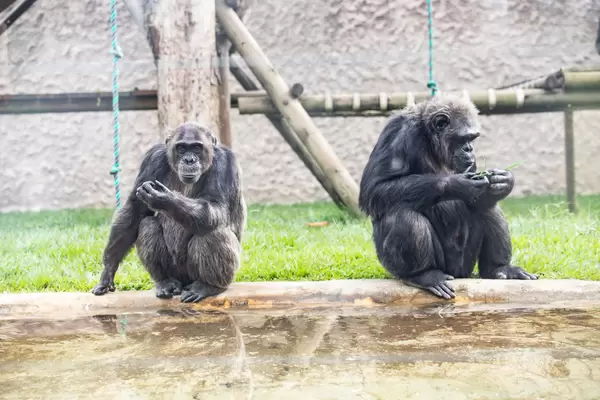 Chimpancé YOKO aprendió a fumar, a pintar y hasta vestirse